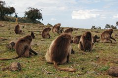 15-Grazing Gelada monkeys